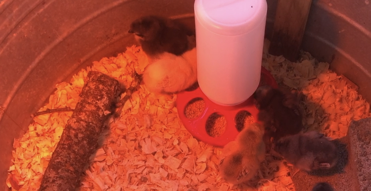 baby-chicks-in-brooder