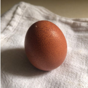 Welsummer Egg, Phaedra Egg