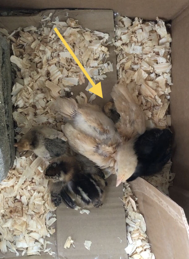 baby chickens caring for each other