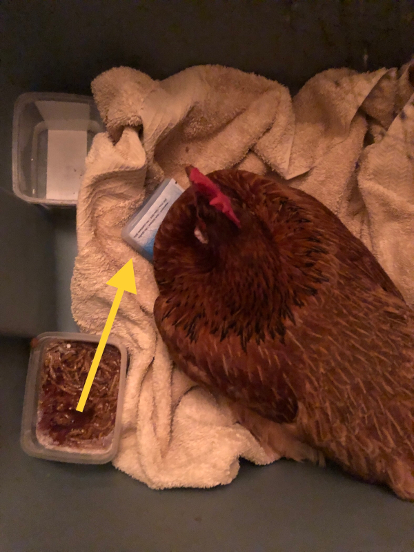 chicken with insect bite receiving first aid