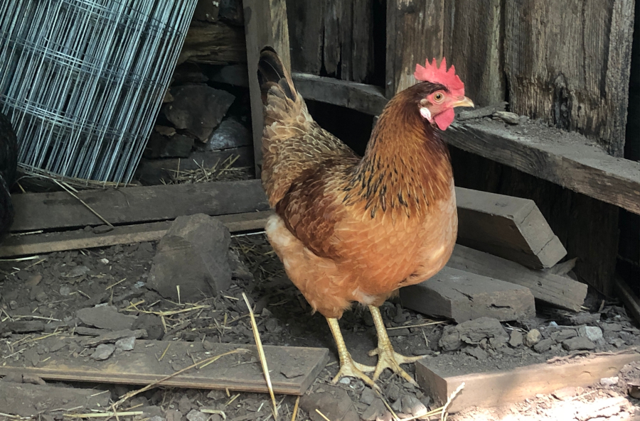 When Your Chicken Gets and Insect Bite | Better With Chickens