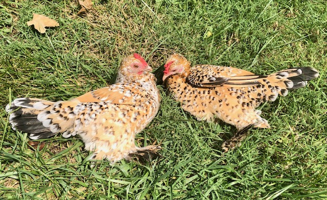 two booted bantam sister chickens sunbathing in the grass