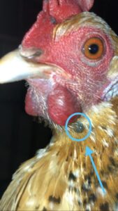 Booted bantam chicken with a tick attached to her neck and swollen wattles.