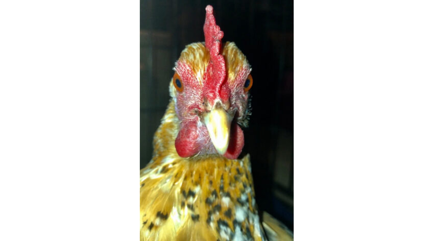 Renata the booted bantam with swollen wattles following a tick bite