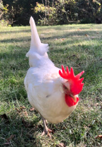 Snoopy, A California White hen, in her full-feathered glory, displaying her superior comb and wattles.