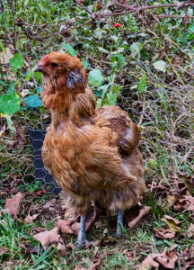 Hermione, an Amerucana hen, mid-molt, with many new pin feathers emerging in regrowth. Space to roam and preen is one way to help a molting chicken.