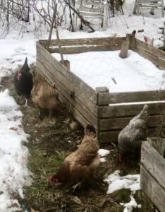 Chickens on a shovelled path