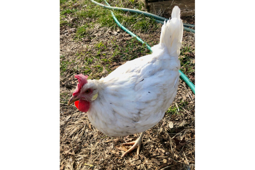 Snoopy’s Mid-Winter Wardrobe Refresh: How to Help Molting Chickens